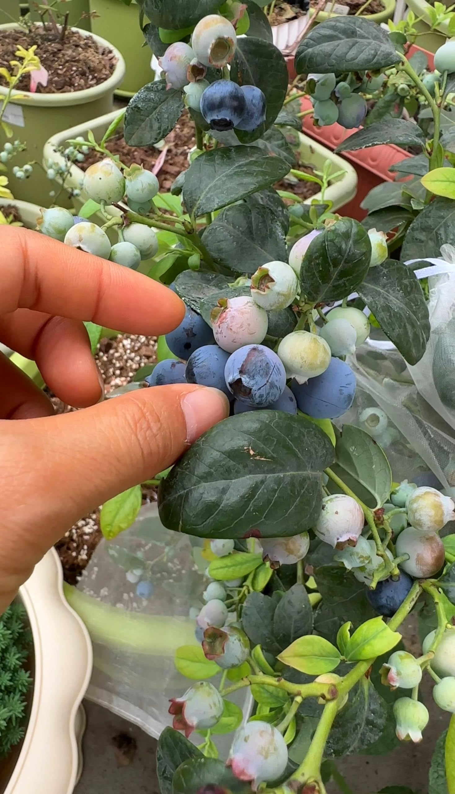 Blueberry seeds germinating with tiny seedlings beginning.