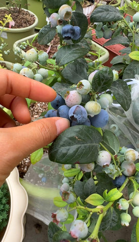 Blueberry seeds germinating with tiny seedlings beginning.