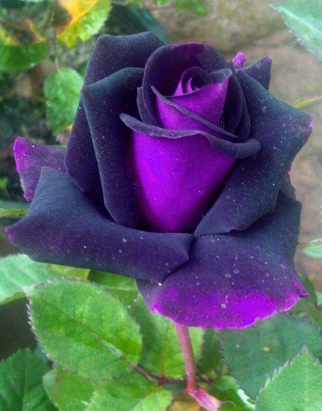 Seeds Of Strength Bonsai Germany Rare Purple Rose bloom closeup for vibrant color