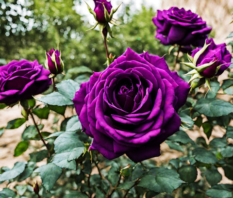 Seeds Of Strength Bonsai Germany Rare Purple Rose border accent for landscapes