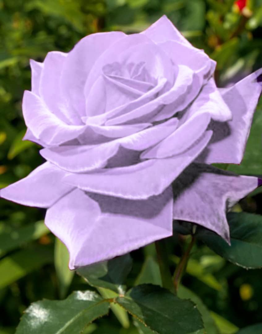 Seeds Of Strength Bonsai Germany Rare Purple Rose container display ideal for patios