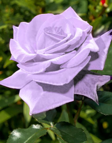 Seeds Of Strength Bonsai Germany Rare Purple Rose container display ideal for patios