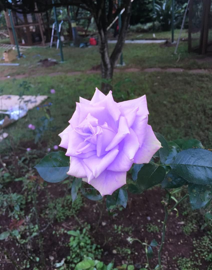 Seeds Of Strength Bonsai Germany Rare Purple Rose garden planting scene for beds