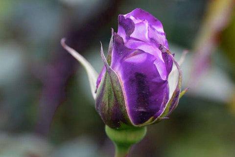 Seeds Of Strength Bonsai Germany Rare Purple Rose seed packet ready for planting