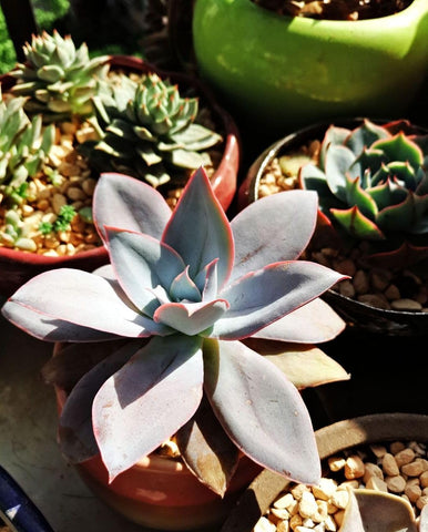 Seeds Of Strength bonsai-ready mix for creating living miniature landscapes
