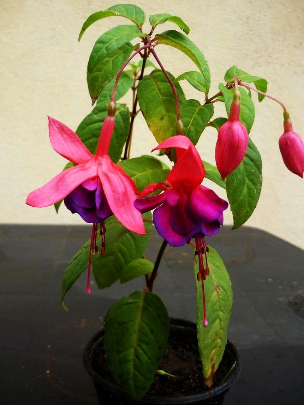 Seeds Of Strength bonsai pot arrangement idea with mixed fuchsia colors