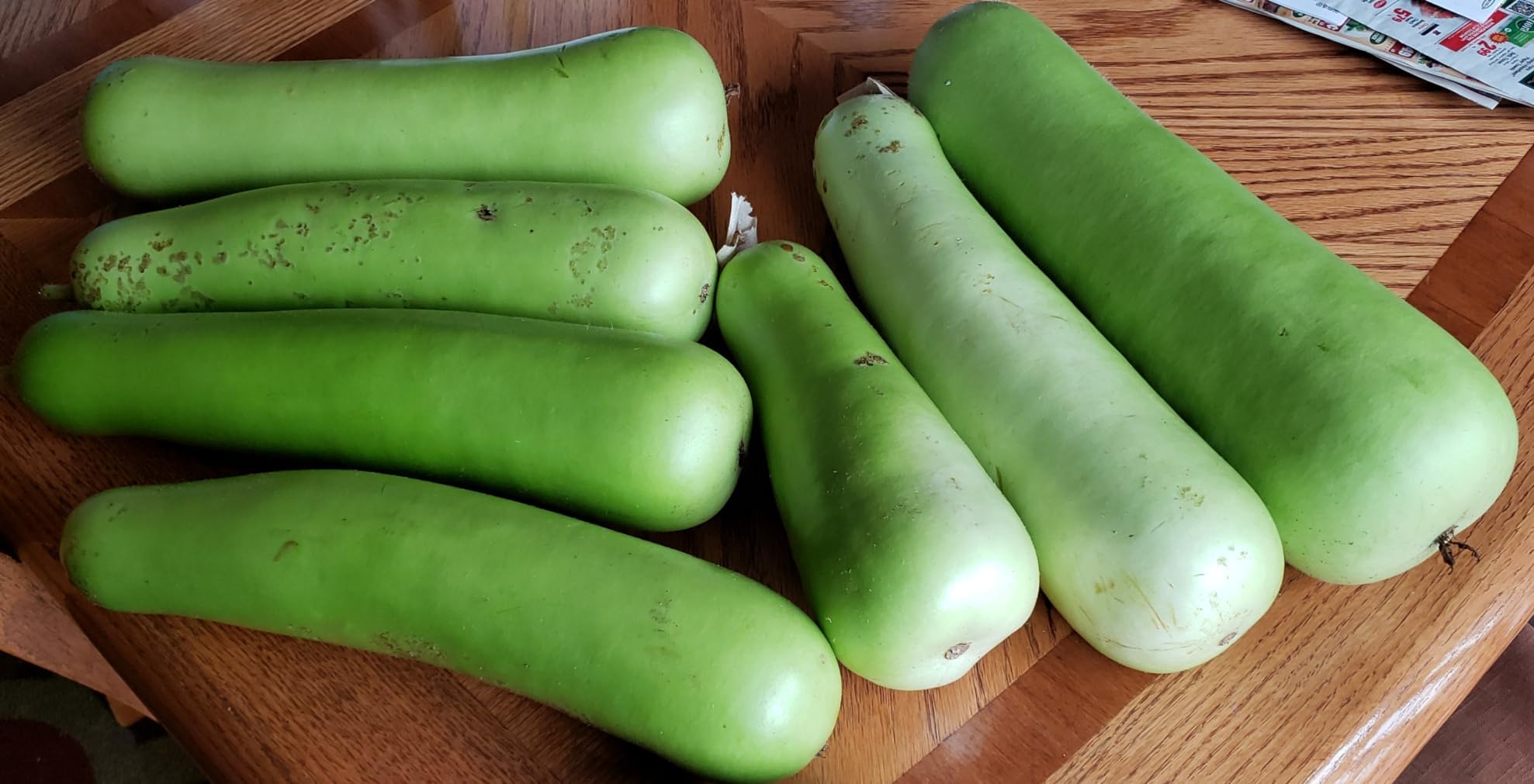 Seeds Of Strength heirloom bottle gourd plants—compact growth for balconies and small spaces