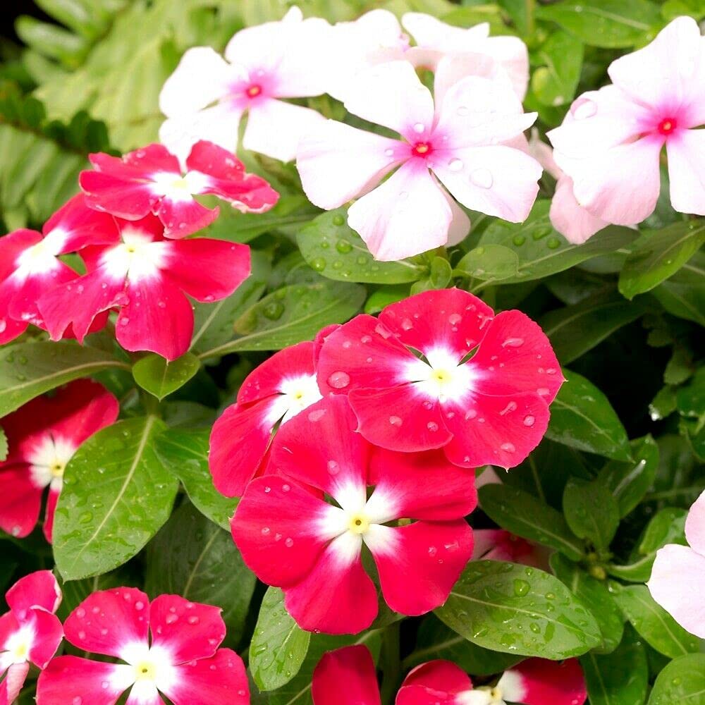 Seeds Of Strength Bright Eye Periwinkle seeds germinate easily, offering long bloom periods.
