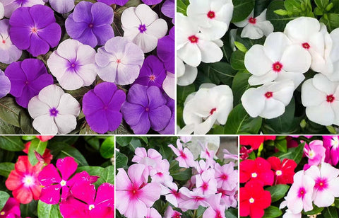 Seeds Of Strength Bright Eye Periwinkle seeds with vibrant centers brighten borders and containers.