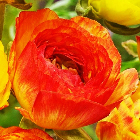 Beginner friendly Seeds Of Strength bulbs ready for easy planting