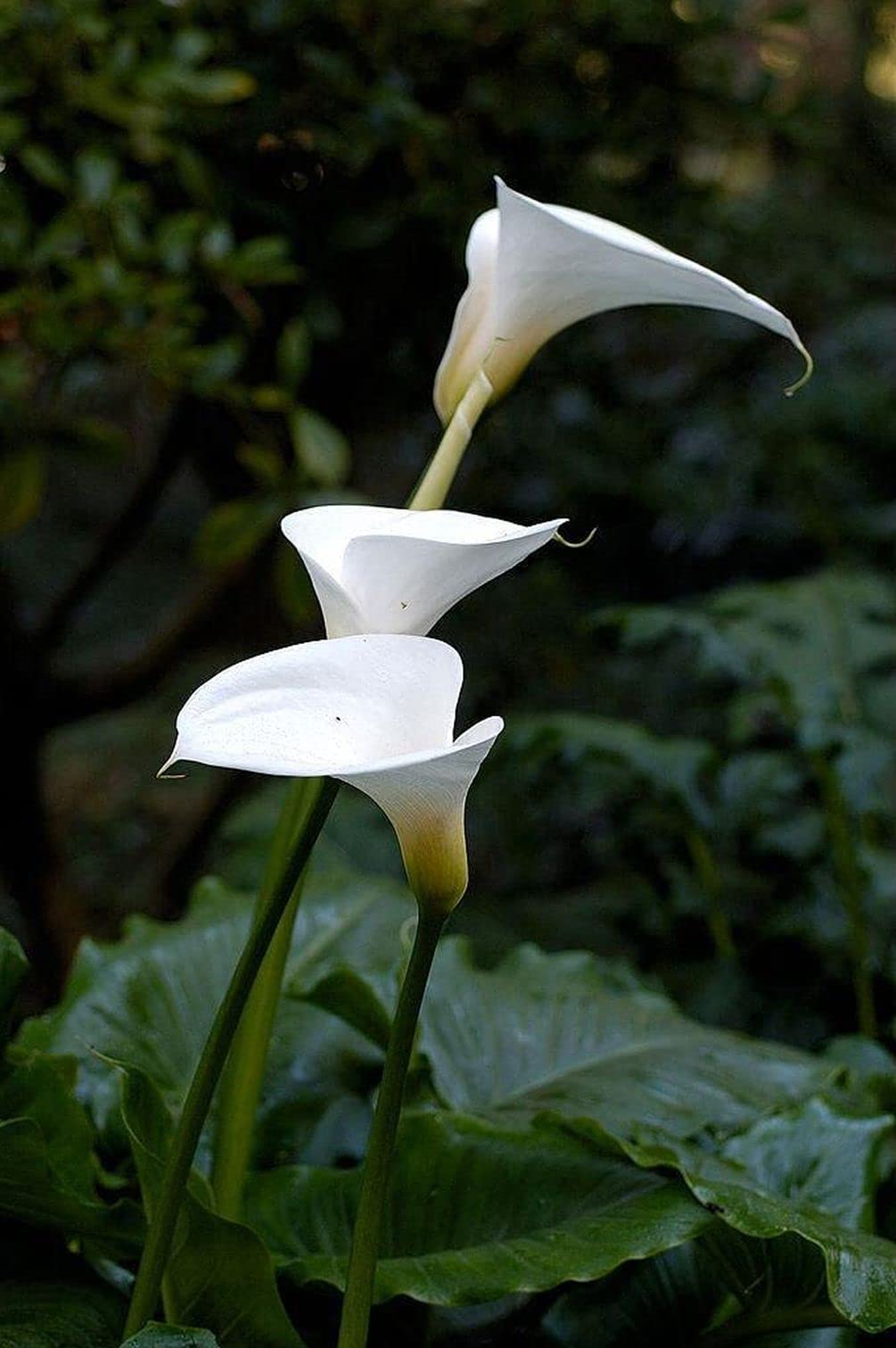 Seeds Of Strength Calla Lily bloom preview with white and pink hues.