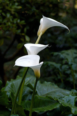 Seeds Of Strength Calla Lily bloom preview with white and pink hues.