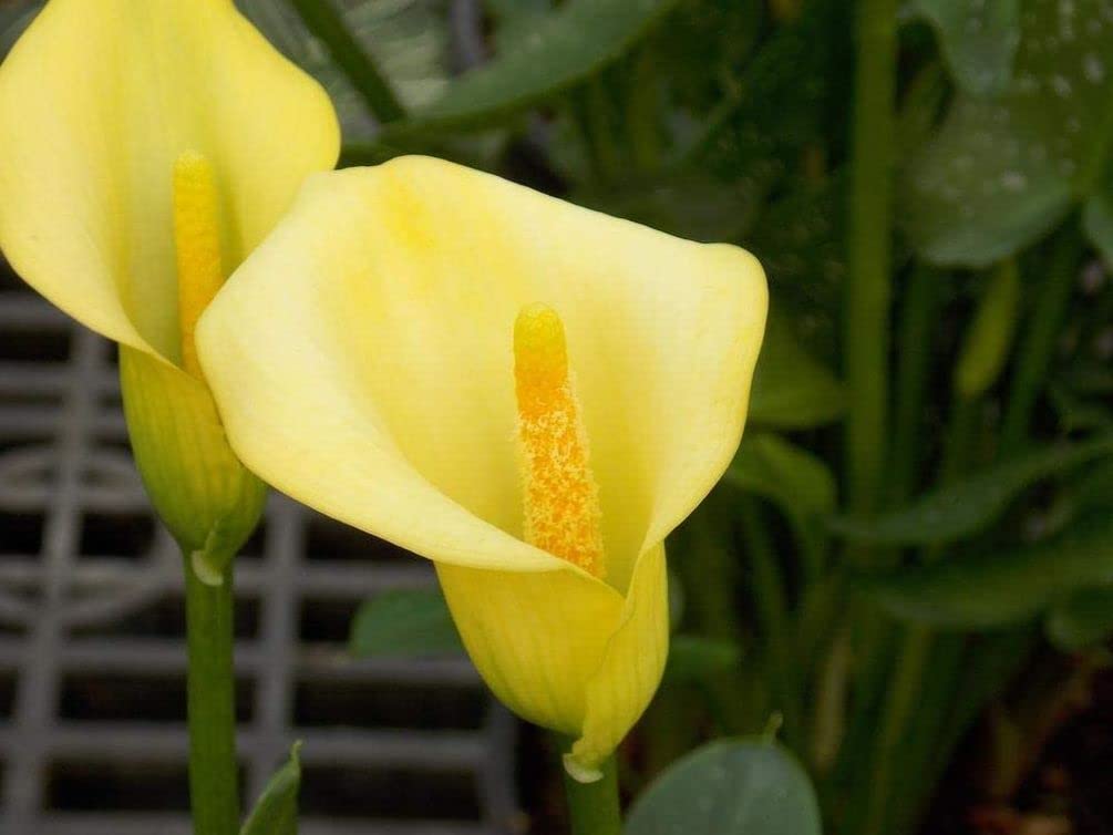 Seeds Of Strength Calla Lily garden setup for sunny or partial shade beds.