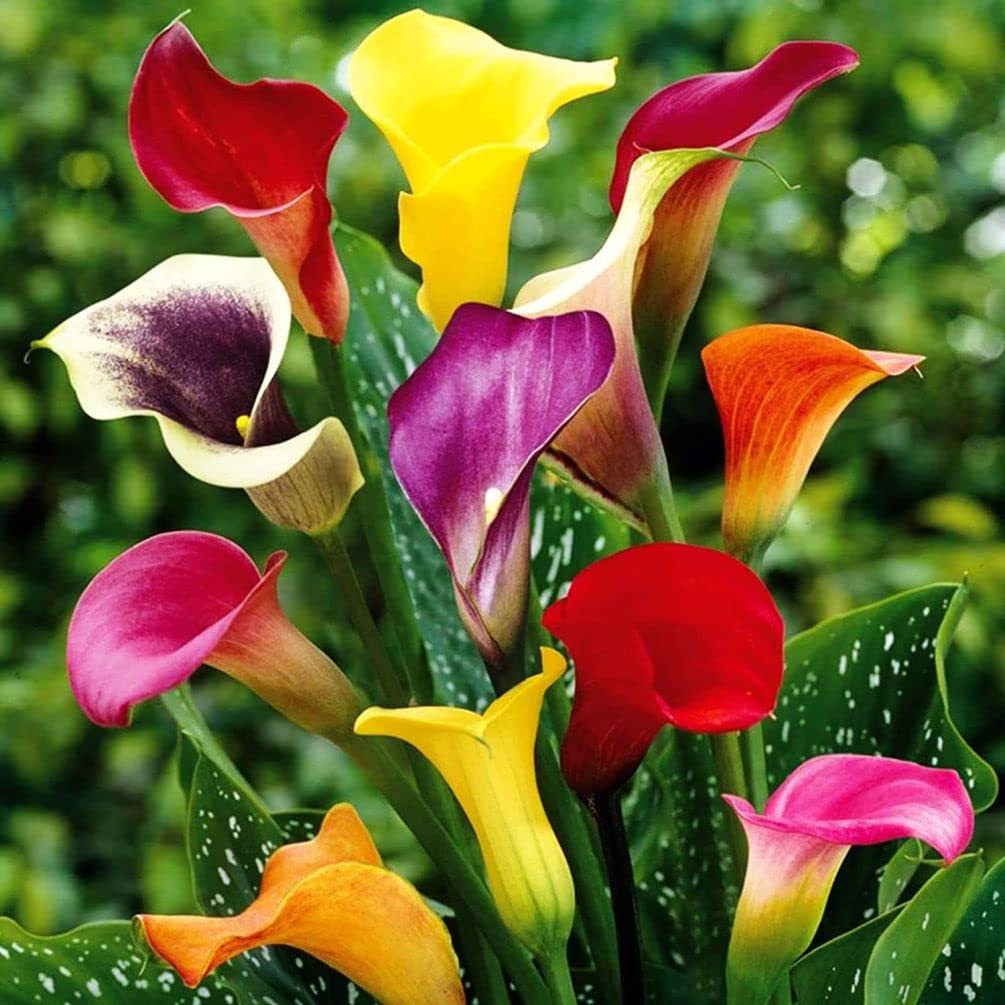 Seeds Of Strength Calla Lily seeds planting setup, beginner-friendly starter kit.