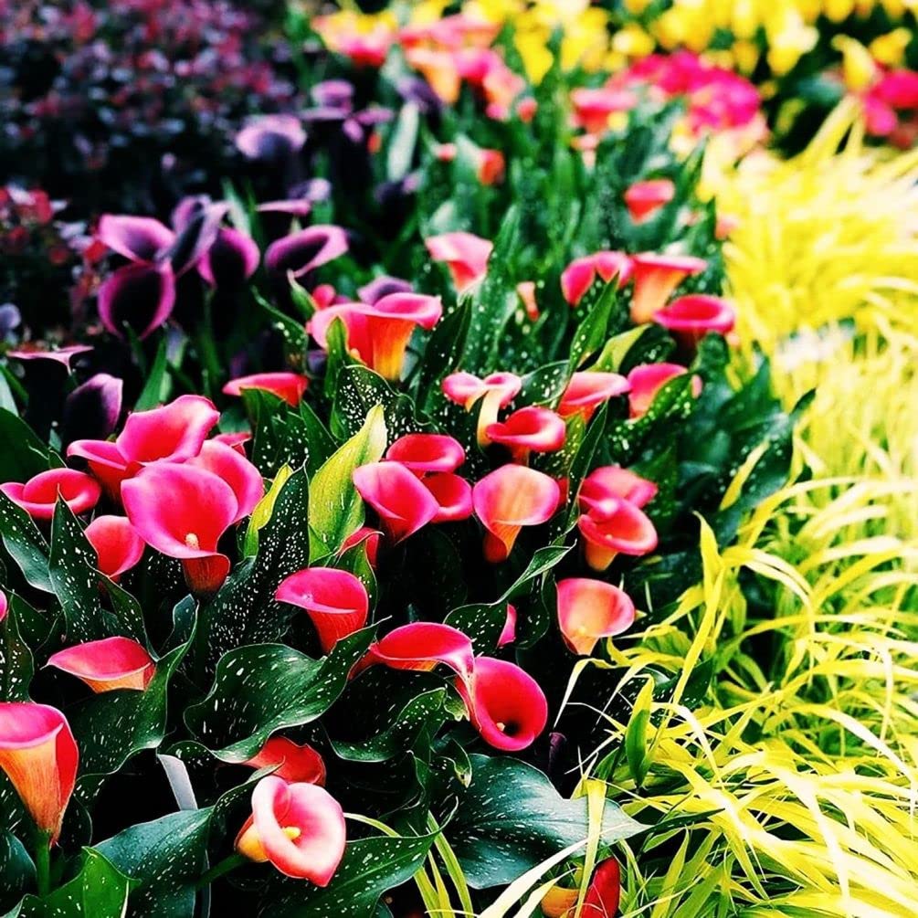 Seeds Of Strength Calla Lily seeds bag collection ready for vibrant outdoor display.
