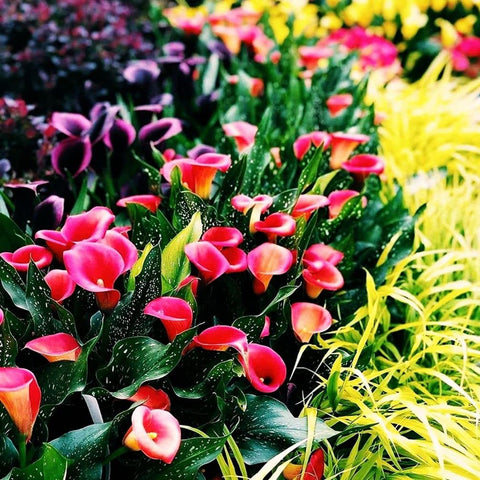 Seeds Of Strength Calla Lily seeds bag collection ready for vibrant outdoor display.