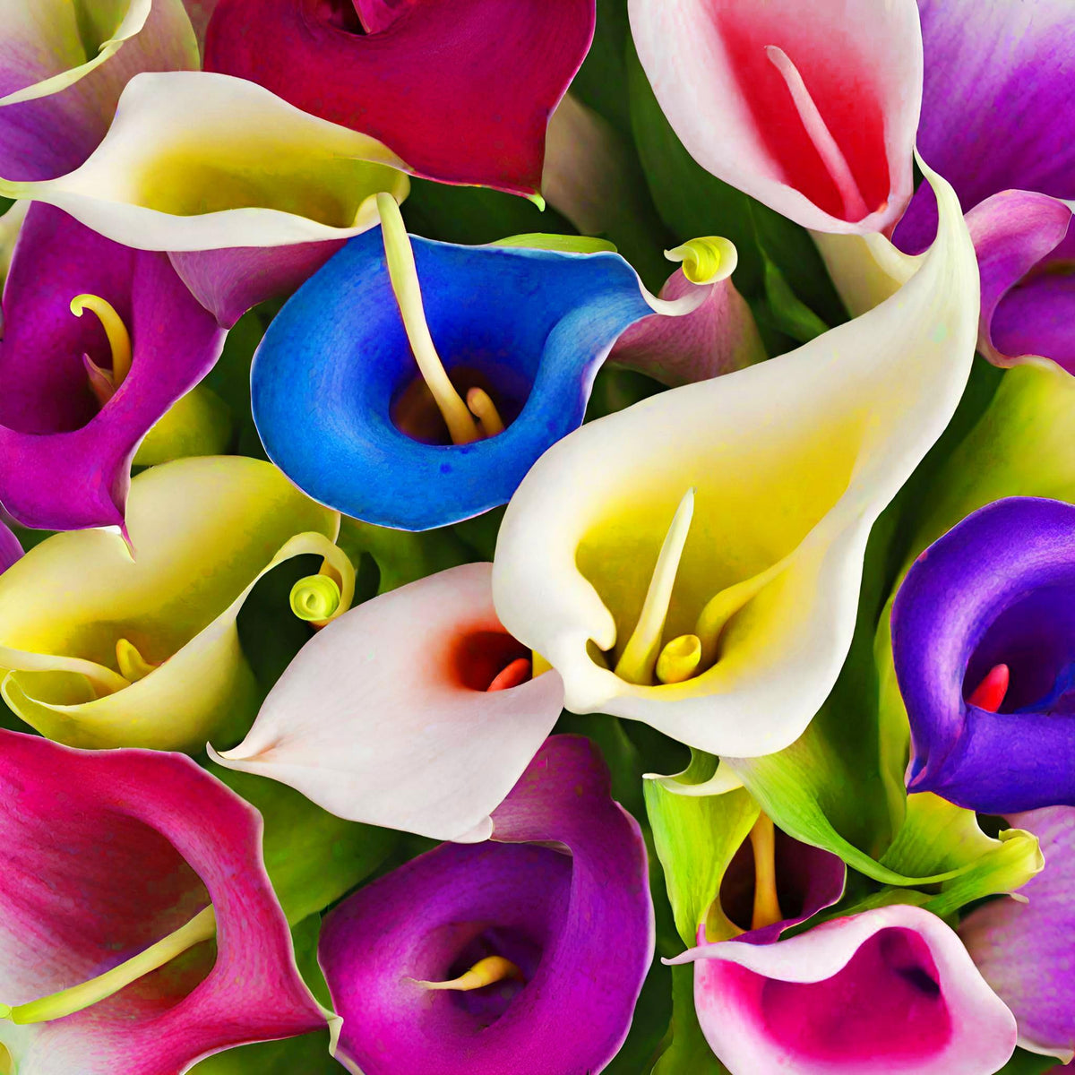 Seeds Of Strength calla lily seeds color mix packet showing vibrant garden color