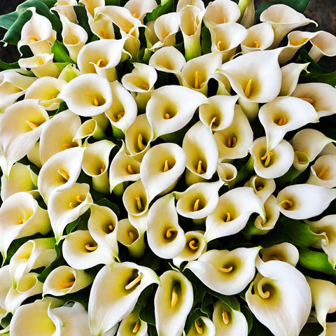 Seeds Of Strength calla lilies ready for cut flower arrangements