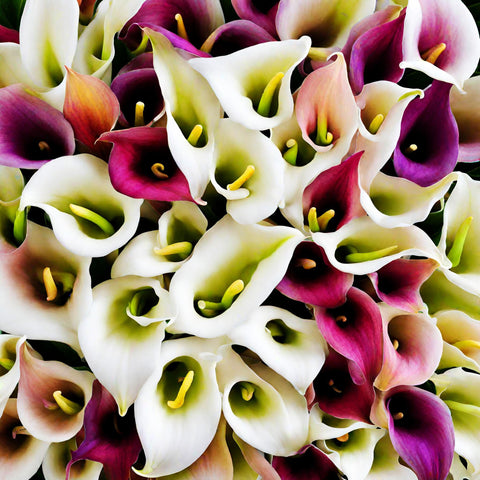 Seeds Of Strength calla lily seeds germination close-up for healthy sprouts