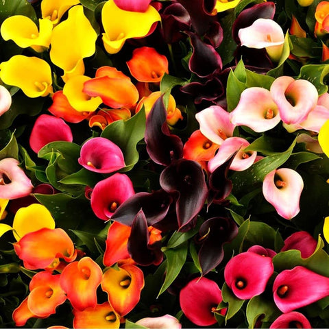 Seeds Of Strength Calla Lily seeds indoor garden view, easy-to-grow flowers.