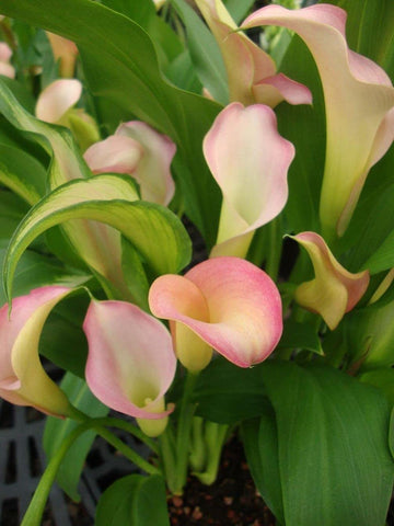 Seeds Of Strength Calla Lily seeds planting tips for healthy seedlings.