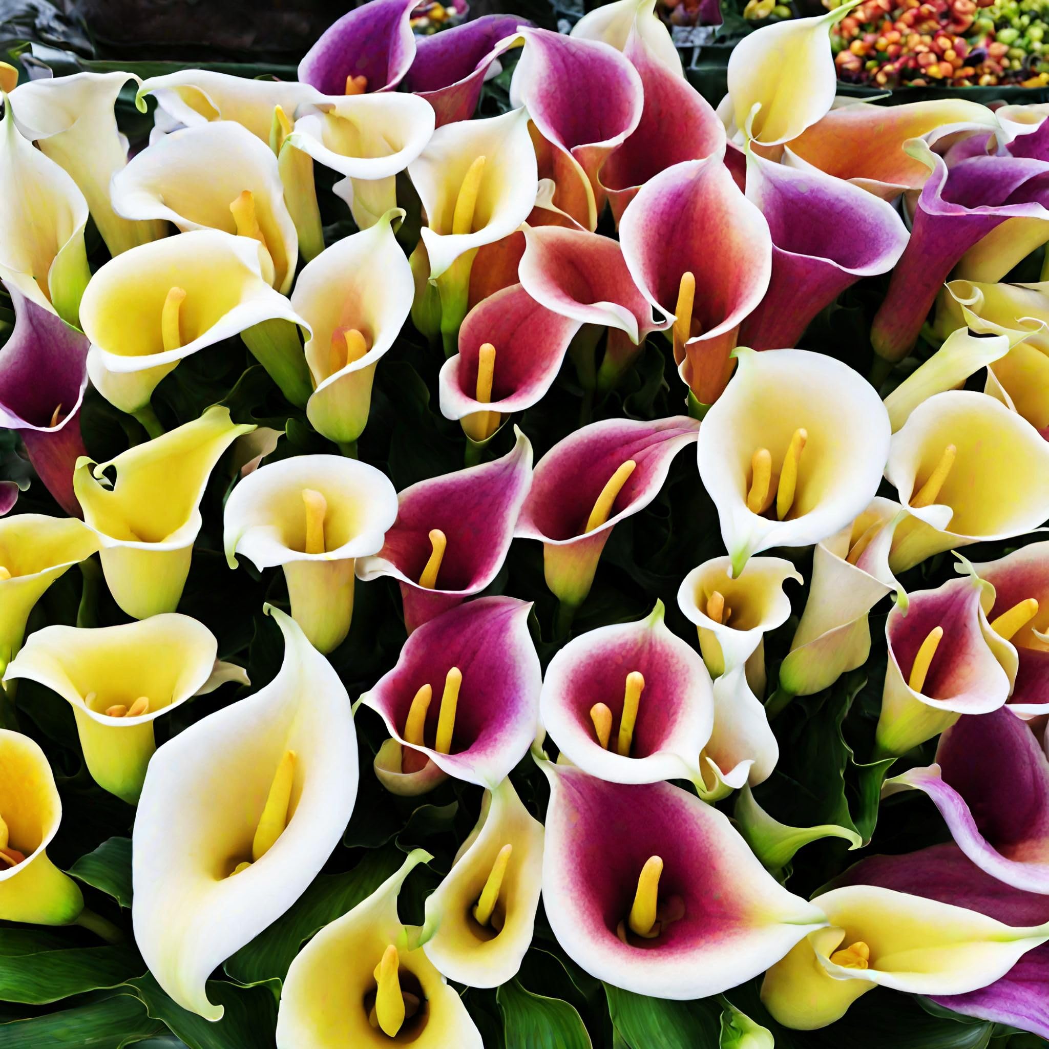 Seeds Of Strength calla lily seeds being transplanted into pots for easy care