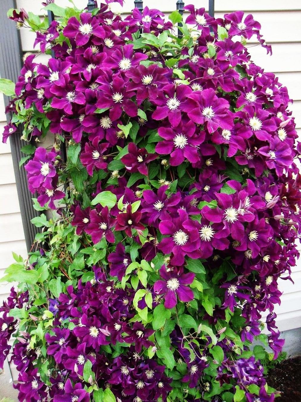 Seeds Of Strength clematis vine blooms, 4-6 inches tall, enhancing garden color.