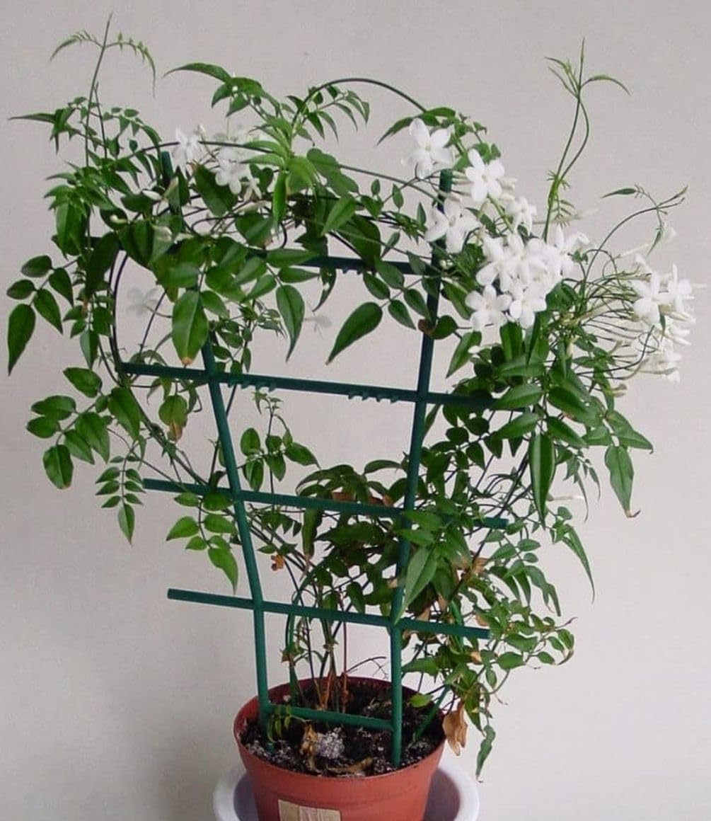 Seeds Of Strength climbing jasmine seedlings in 3-4 inch pots