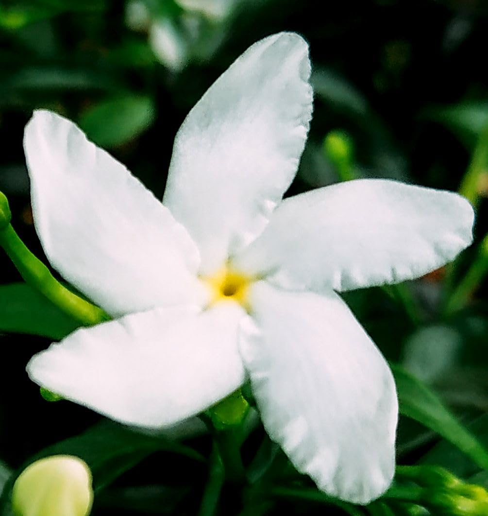 Bottom heat mat used to improve germination rate for Seeds Of Strength jasmine