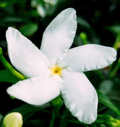 Bottom heat mat used to improve germination rate for Seeds Of Strength jasmine