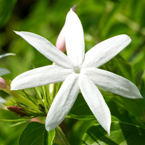 Humidity dome over seeds aiding germination for Seeds Of Strength jasmine