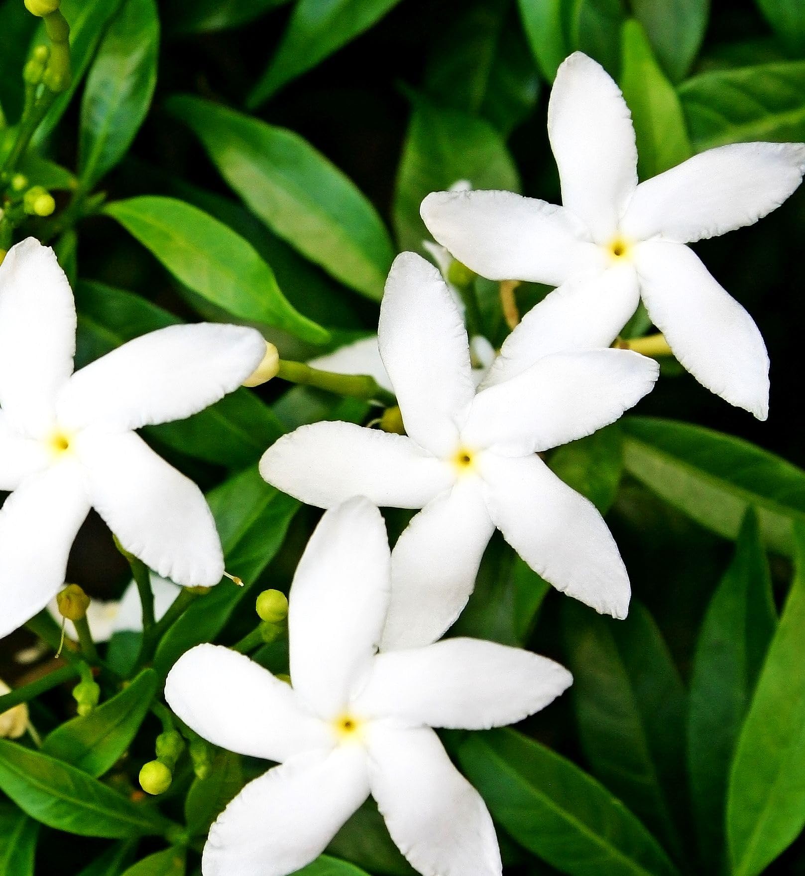 Seeds Of Strength climbing jasmine planted ¼-½ inch deep in seed starting mix
