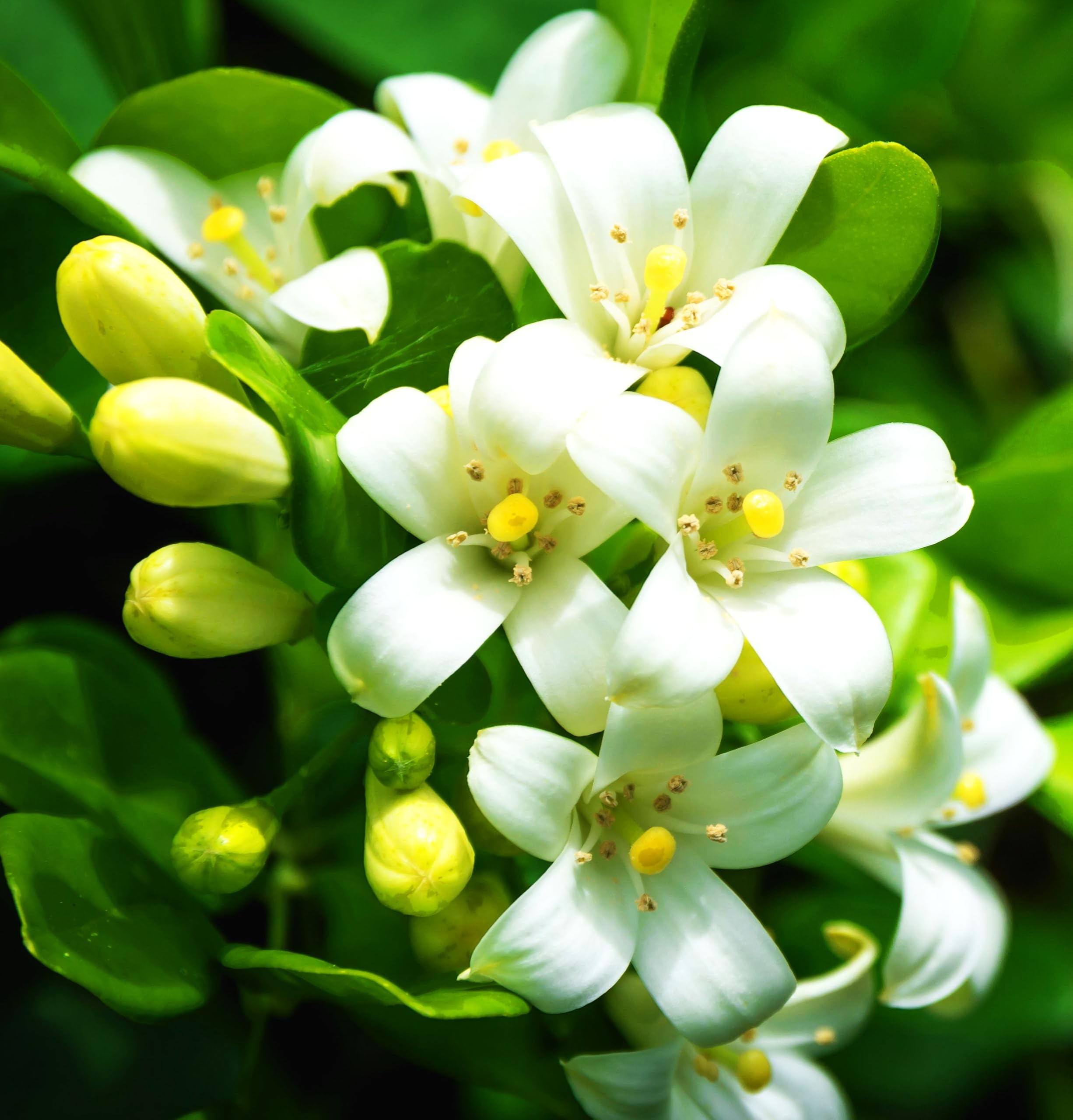 Seeds Of Strength climbing jasmine trained on a trellis for climbing growth