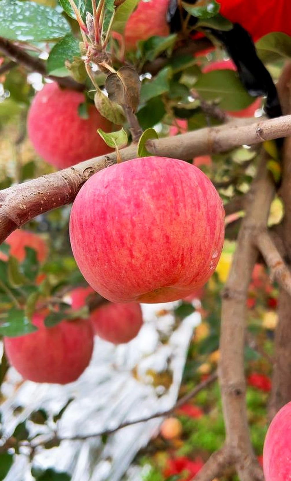 Cold stratification setup for Seeds Of Strength apple seeds