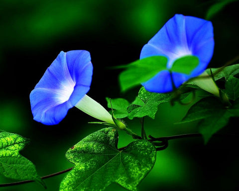 Seeds Of Strength colorful bloom vines provide quick color and screening on trellises.