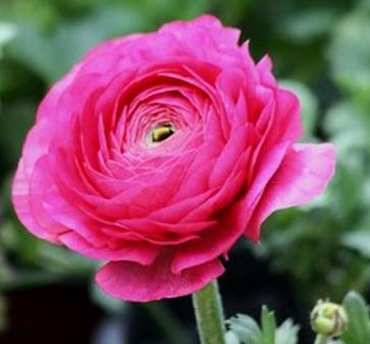 Seeds Of Strength colorful ranunculus blooms palette add drama to bouquets and beds.