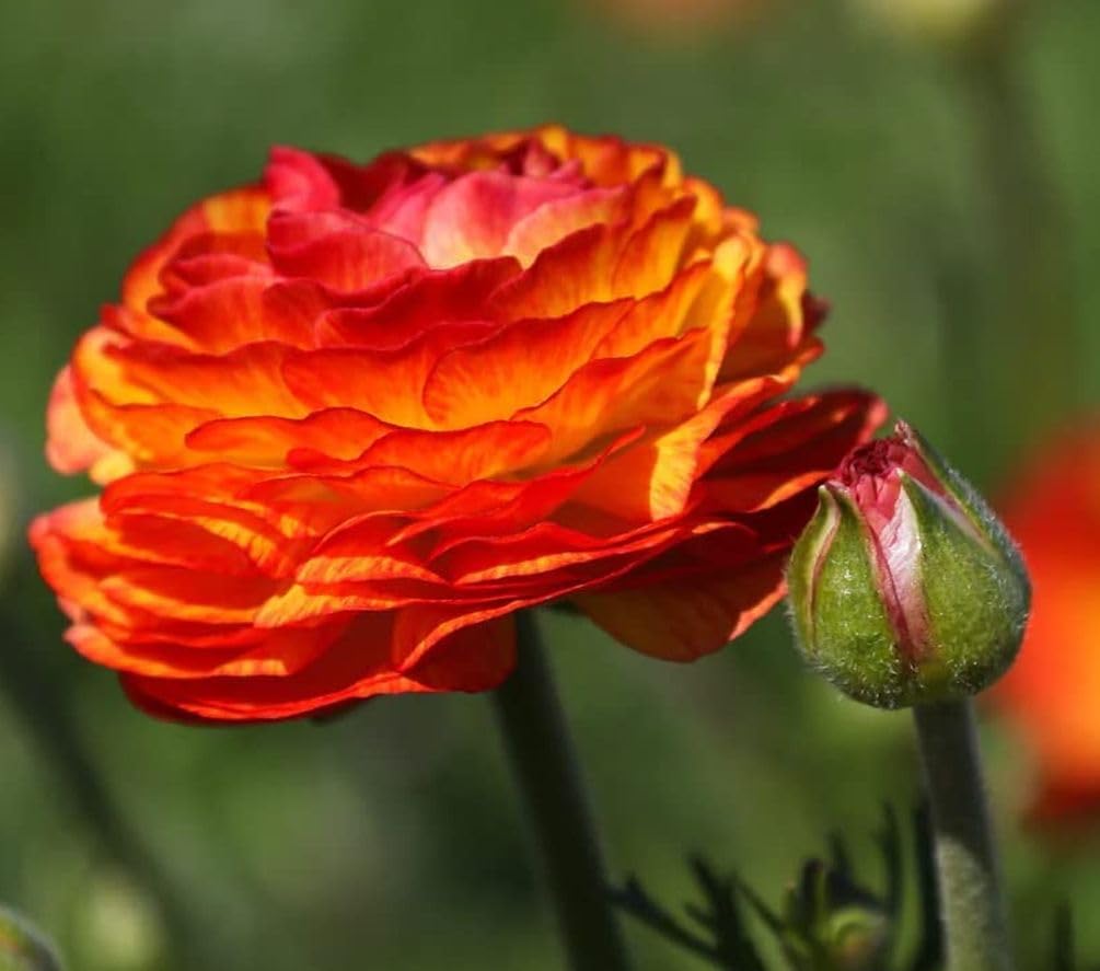 Colorful ranunculus petals by Seeds Of Strength brightening beds and patios