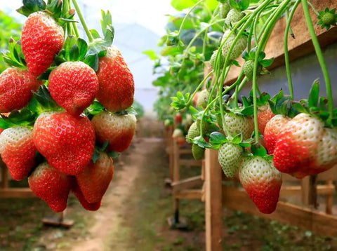 Seeds Of Strength compact strawberry plant height and spread ideal for small gardens