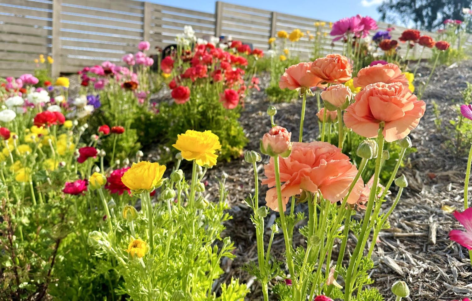 Seeds Of Strength container garden color pop for patios and balconies