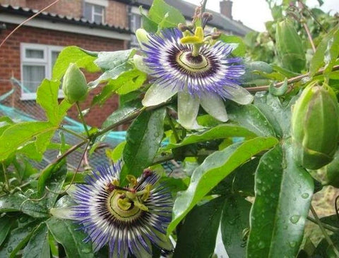 Seeds Of Strength container-grown passion fruit plant ready to harvest for balcony gardening