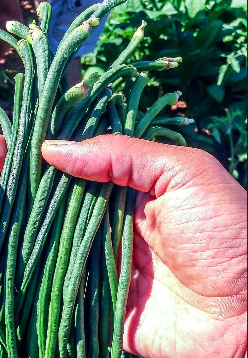 Seeds Of Strength green long beans perfect for stir-fry and steaming sides