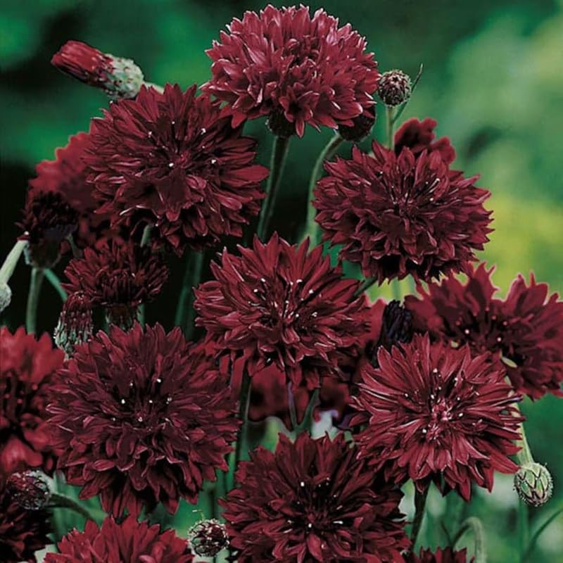 Seeds Of Strength cornflower in bloom ideal for cut flowers