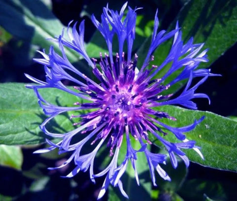 Seeds Of Strength cornflower dried flowers retain color beautifully