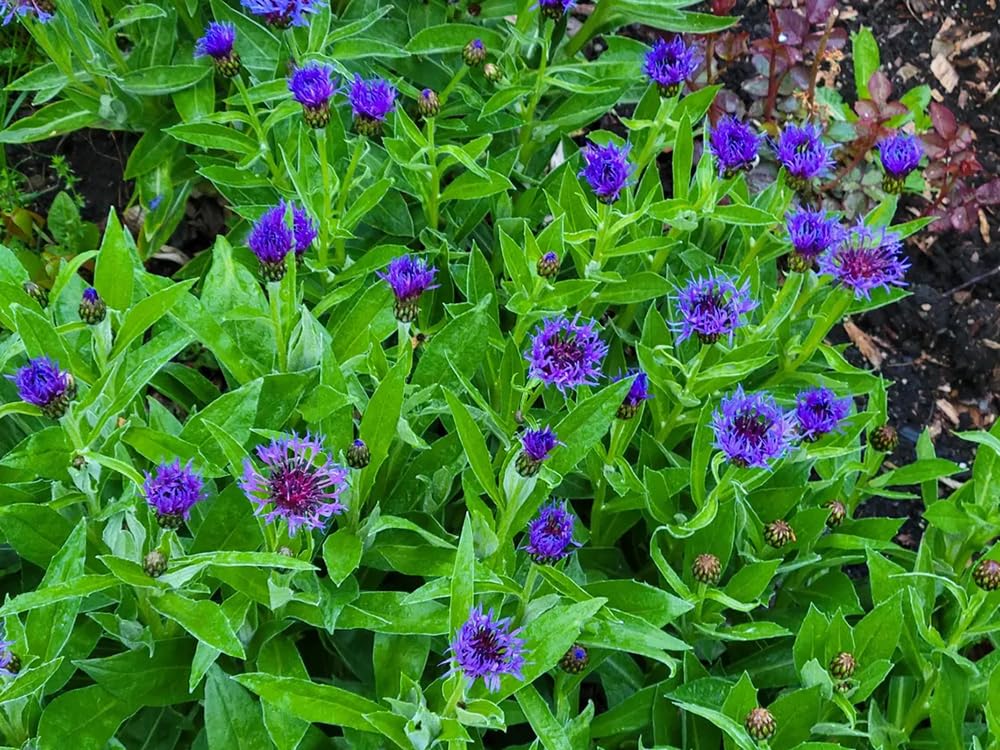 Seeds Of Strength cornflower attracts butterflies and bees in gardens