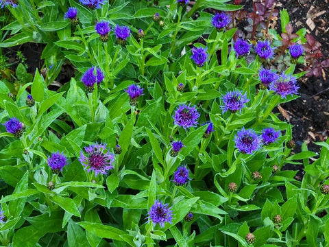 Seeds Of Strength cornflower attracts butterflies and bees in gardens