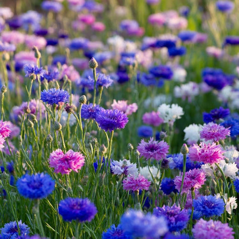 Seeds Of Strength cornflower seeds sowing for vibrant garden blooms