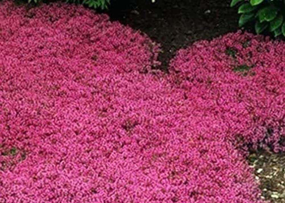 Seeds Of Strength creeping thyme in a lush backyard border.