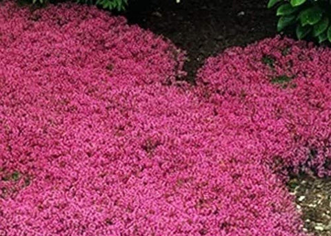 Seeds Of Strength creeping thyme in a lush backyard border.