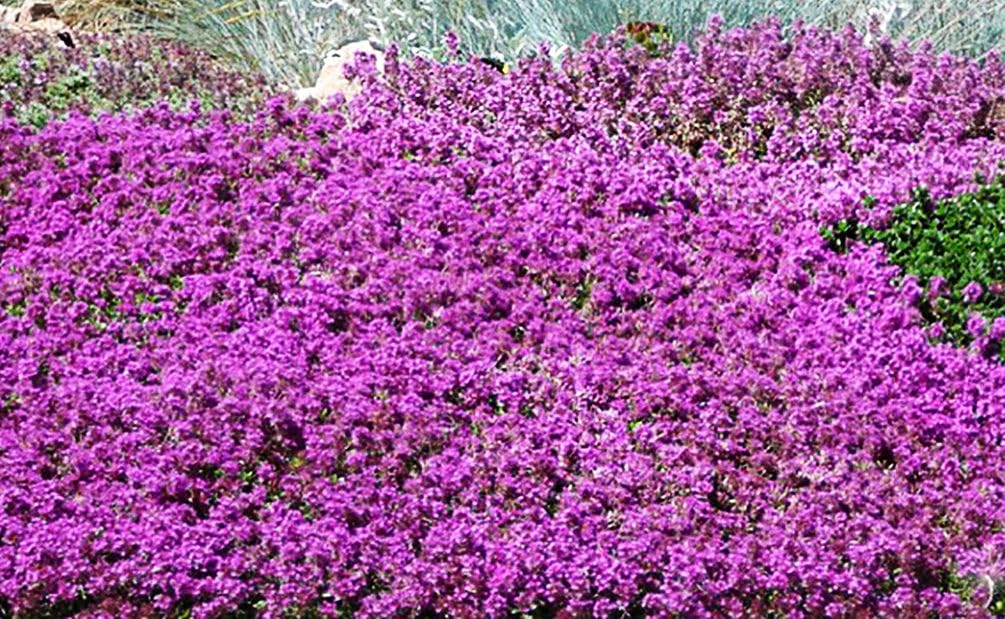 Seeds Of Strength creeping thyme blooms attract bees.