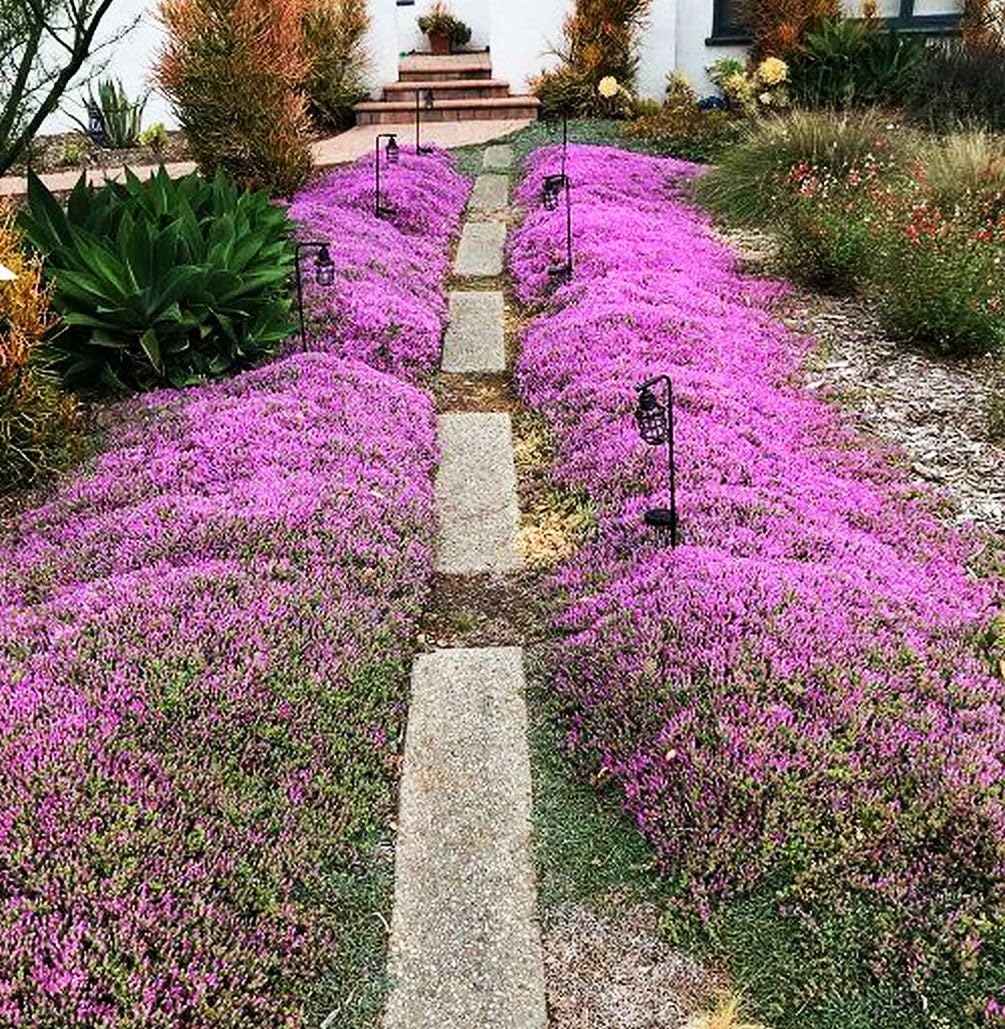 Seeds Of Strength creeping thyme thrives in hot, dry conditions.